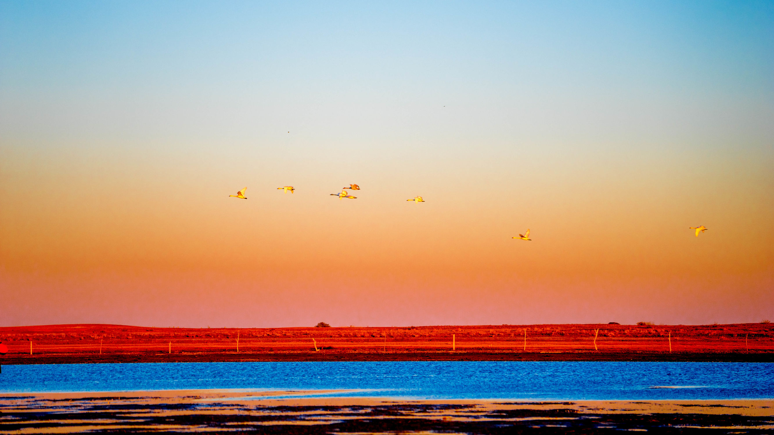 正蓝旗锡林郭勒大草原,正镶白旗天鹅湖