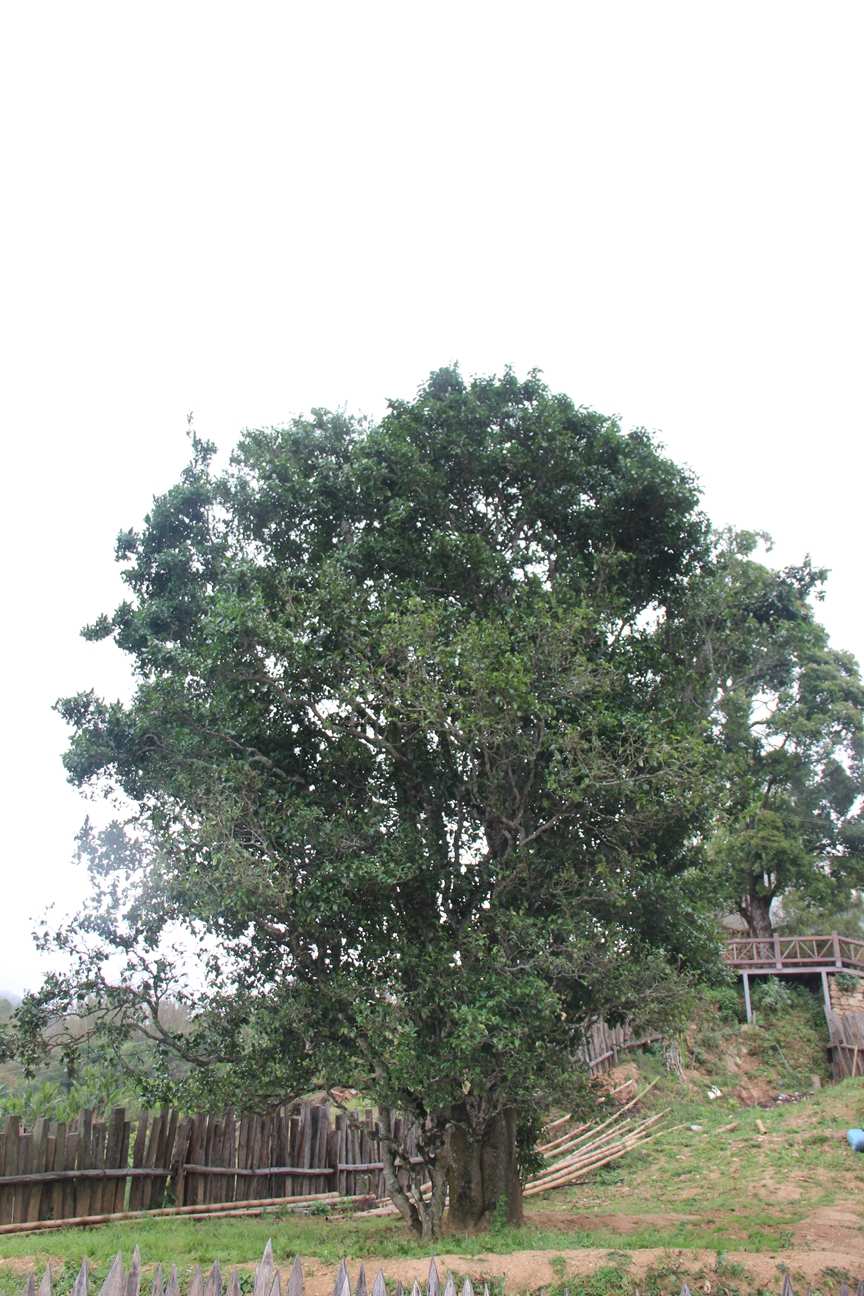 古树茶好喝吗视频,古树茶好在哪里