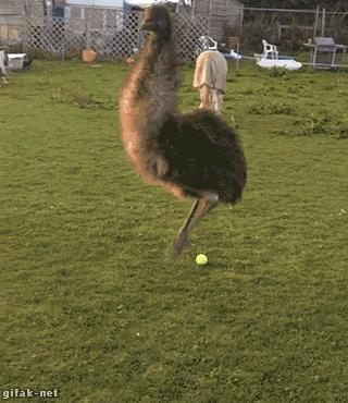 足球场上的动物搞笑gif,动物足球大赛搞笑图片