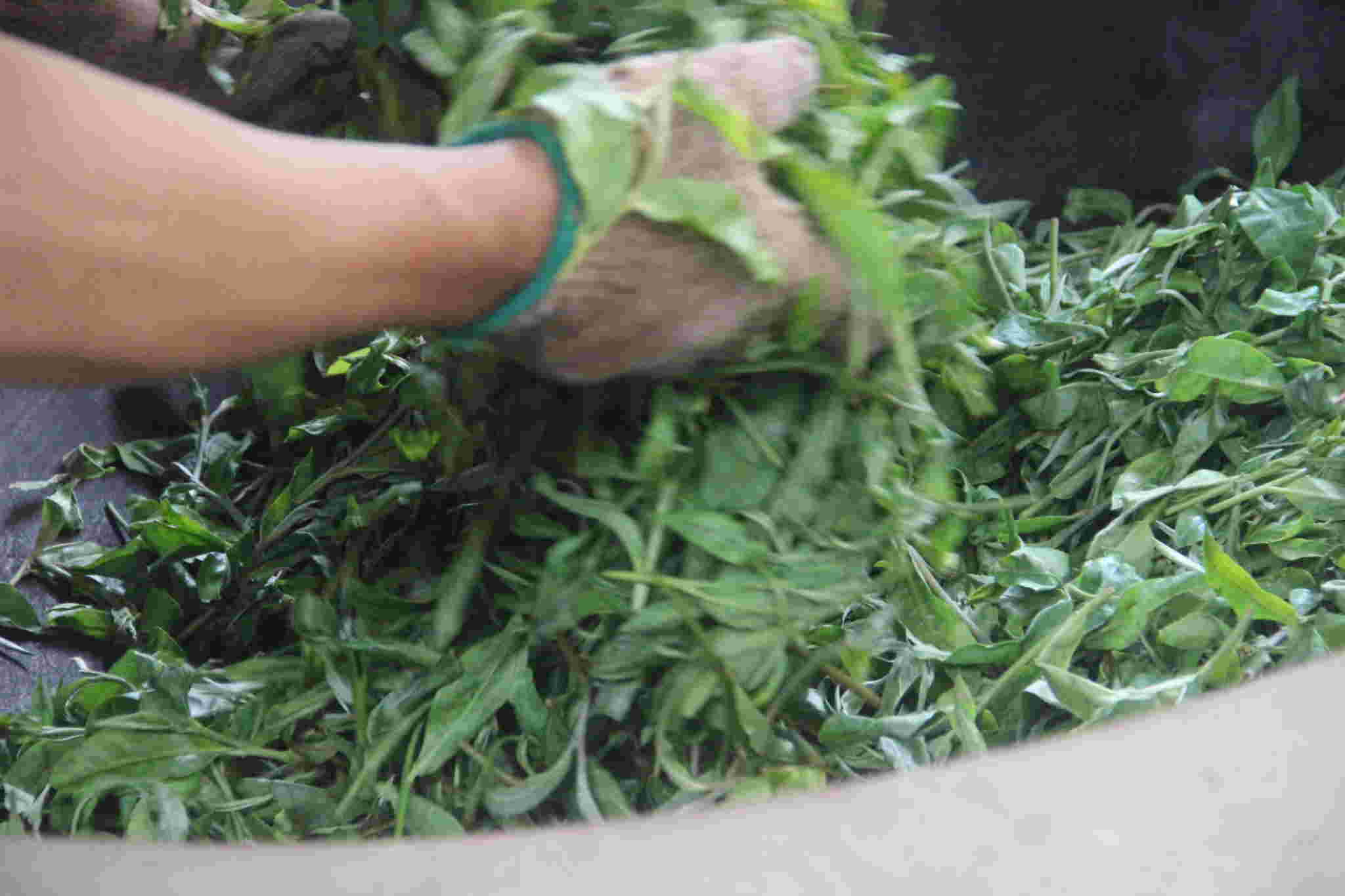 古树茶好喝吗视频,古树茶好在哪里