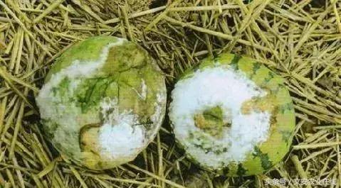 早疫病和晚疫病怎么区别,哪些病害属于晚疫病