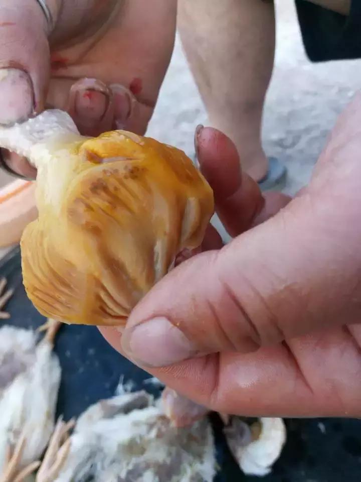 鸡腺肌胃炎引起肠炎原因,鸡群患腺胃炎怎么治疗