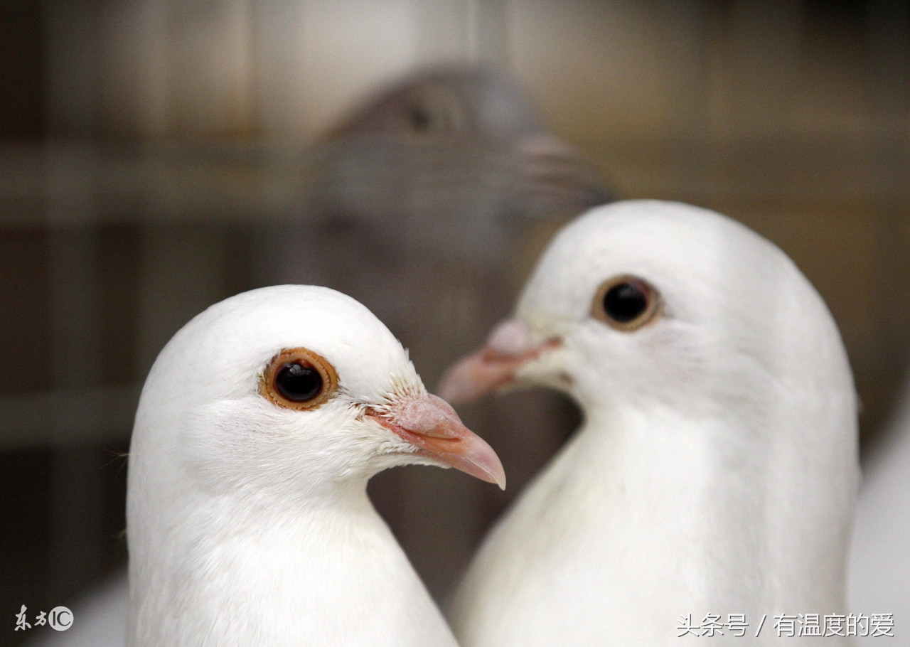 鸽子呼吸道问题会引起单眼伤风吗,鸽子单眼伤风会不会传染别的鸽子