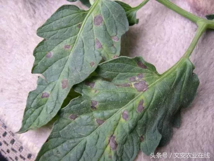 早疫病和晚疫病怎么区别,哪些病害属于晚疫病