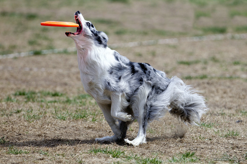 家有宠物训练,家有萌宠狗狗训练系列教学