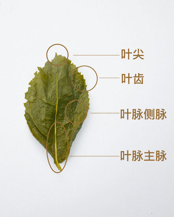 铁观音颜色深还是浅好,铁观音本种和色种的区别