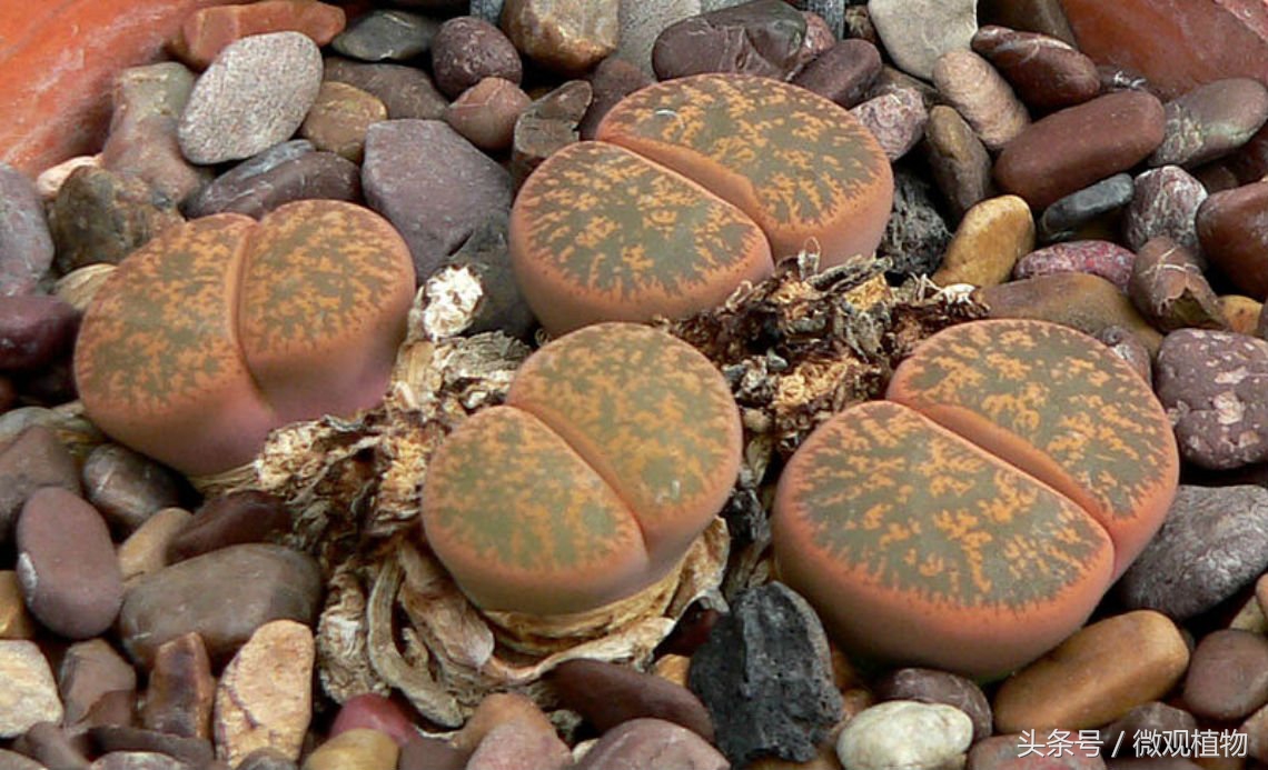 十大怪异多肉植物,像屁股的多肉植物