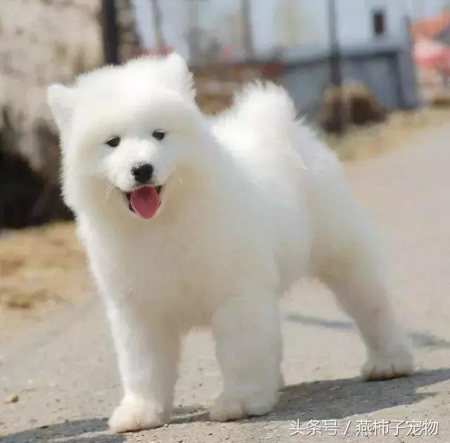 萨摩耶犬不能吃的食物列表,萨摩耶不能吃的食物表