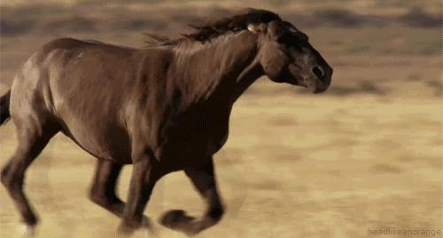 马进化,马进化了多少年