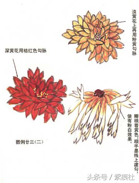 国画中球形菊花怎么画好看,名家画菊花的简单画法