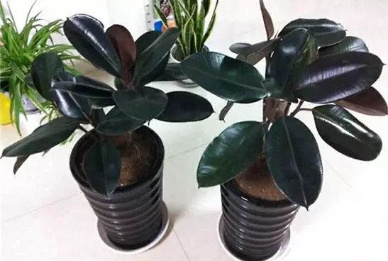 秋季对咽喉保养最好方法,秋冬嗓子疼多吃什么水果