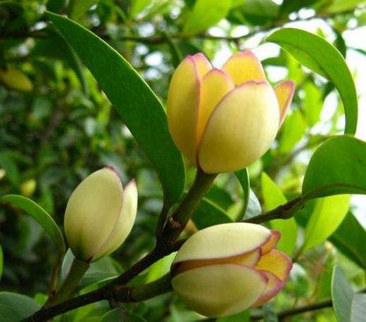 背阴阳台空旷可以怎么布置,推荐3种适合北阳台的喜阴花