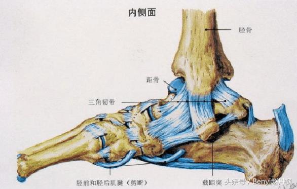 脚踝受伤半年后如何康复训练,脚踝伤病的六个问题