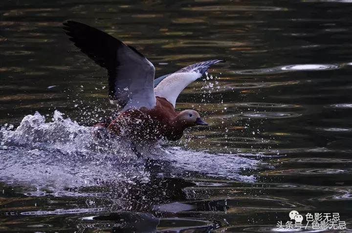 索尼超长焦黑卡rx10iii,索尼黑卡rx10m4相机入门