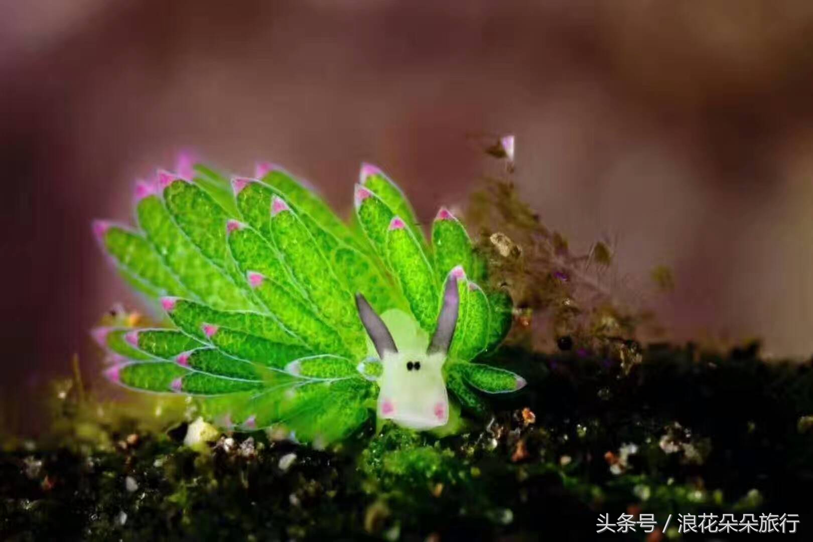 到泰国转机的人需要注意些什么,十二月份去泰国旅游要注意什么