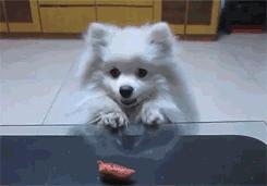 喂狗吃太多危害,嘴给狗喂食的危害