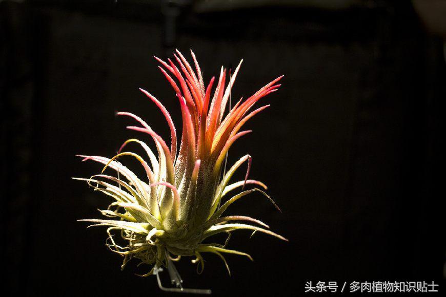 空气凤梨,懒人才会养的植物