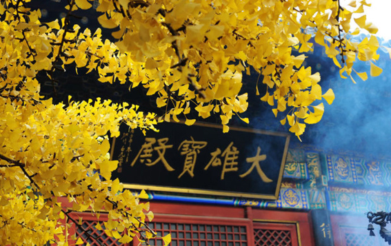 京城赏秋打卡胜地,京城赏荷最佳路线图