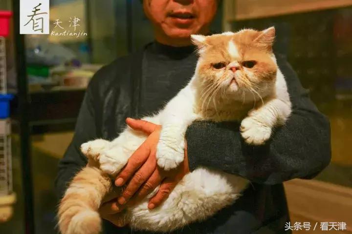 天津宝鸡道花鸟鱼虫市场地铁,宝鸡道花鸟鱼虫市场天津