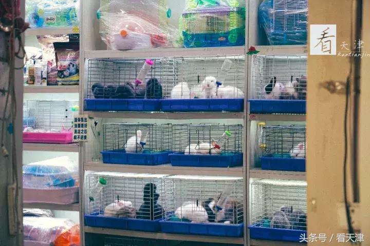 天津宝鸡道花鸟鱼虫市场地铁,宝鸡道花鸟鱼虫市场天津
