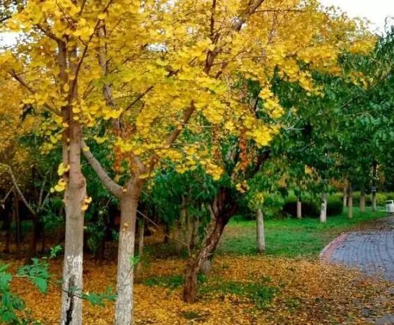 京城赏秋打卡胜地,京城赏荷最佳路线图