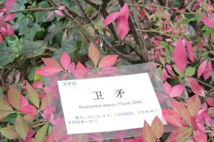 真弓卫矛盆景修剪伤口要处理吗,卫矛树盆景如何才能开花结果