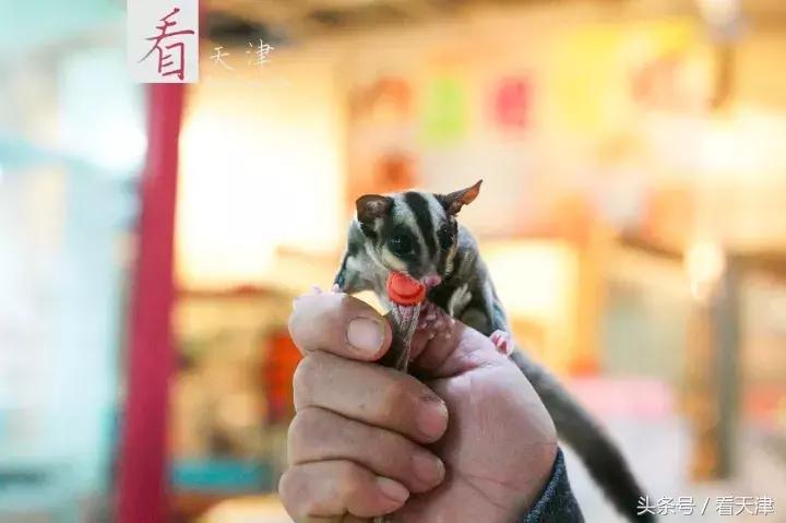 天津宝鸡道花鸟鱼虫市场鹦鹉全吗,天津市宝鸡道花鸟鱼虫市场文玩