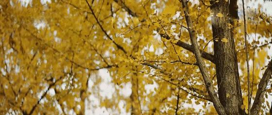 京城赏荷地图高清版,京城赏玉兰最全地图