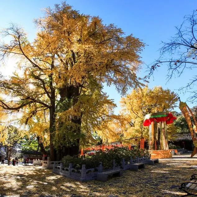 京城赏秋打卡胜地,京城赏荷最佳路线图