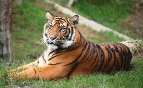 下一辈子有房有车的四大生肖,最能聚财轻松做大款的3大生肖