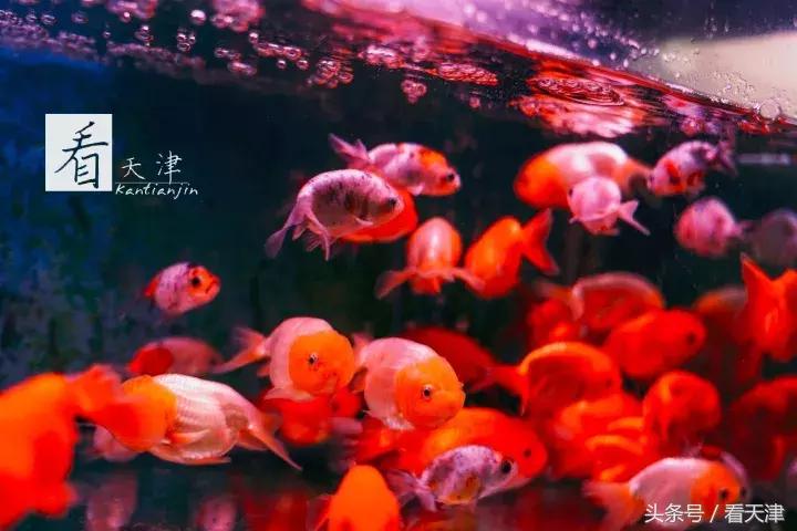 天津宝鸡道花鸟鱼虫市场地铁,宝鸡道花鸟鱼虫市场天津