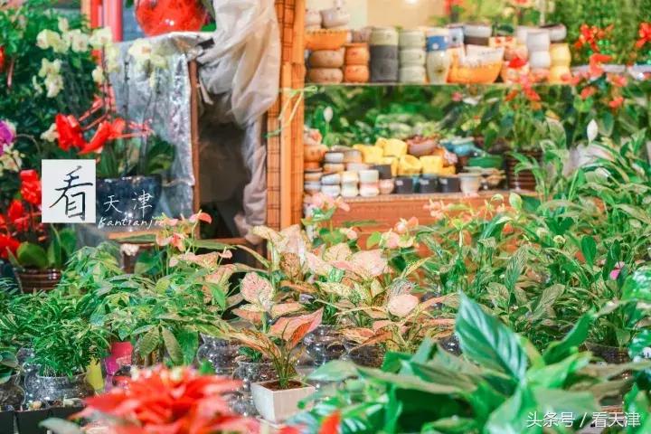 天津宝鸡道花鸟鱼虫市场地铁,宝鸡道花鸟鱼虫市场天津