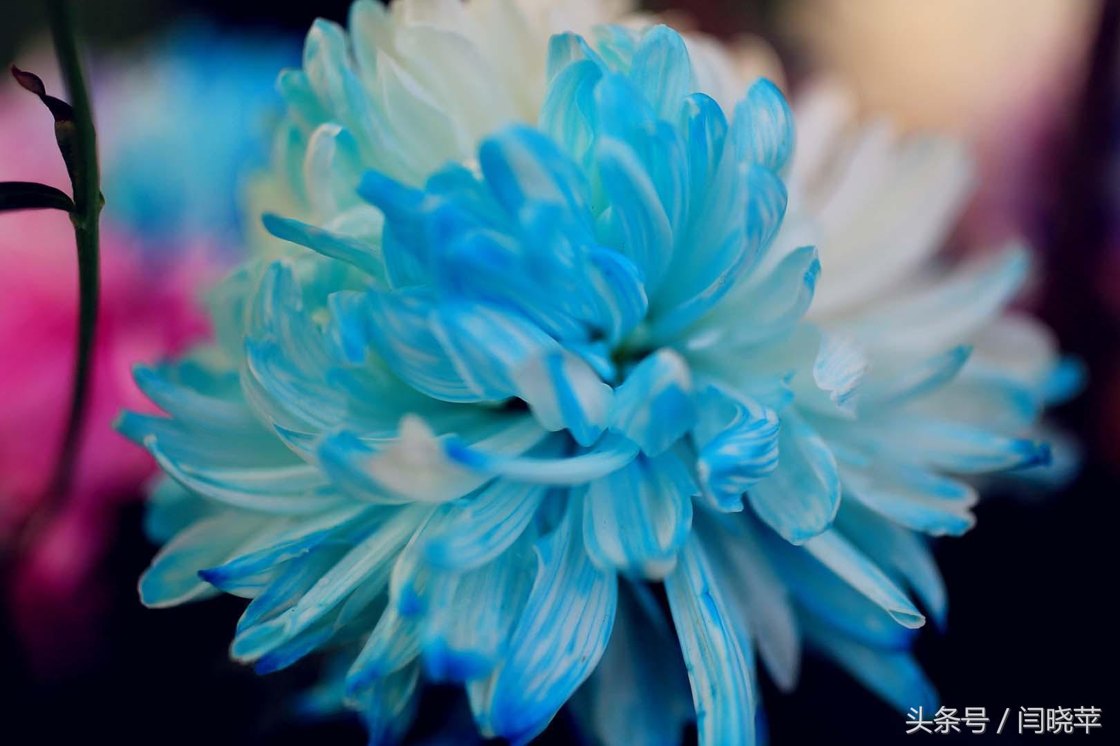 悠然菊影从何觅？南山菊姿下龙亭