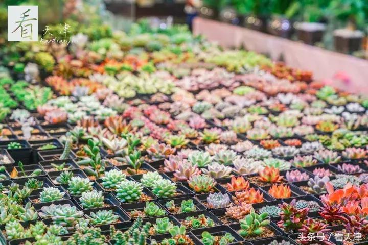 天津宝鸡道花鸟鱼虫市场鹦鹉全吗,天津市宝鸡道花鸟鱼虫市场文玩