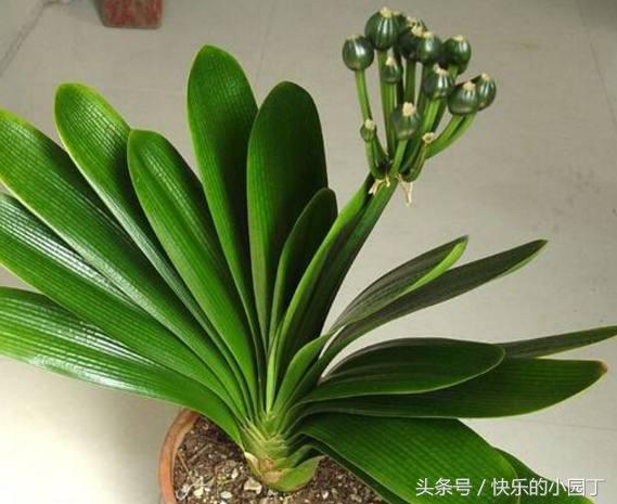 君子兰出箭了是多浇水还是少浇水,君子兰怎么浇水最合理