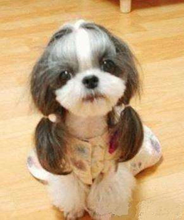 出差把狗狗交给婆婆养,出差把狗狗托付给朋友