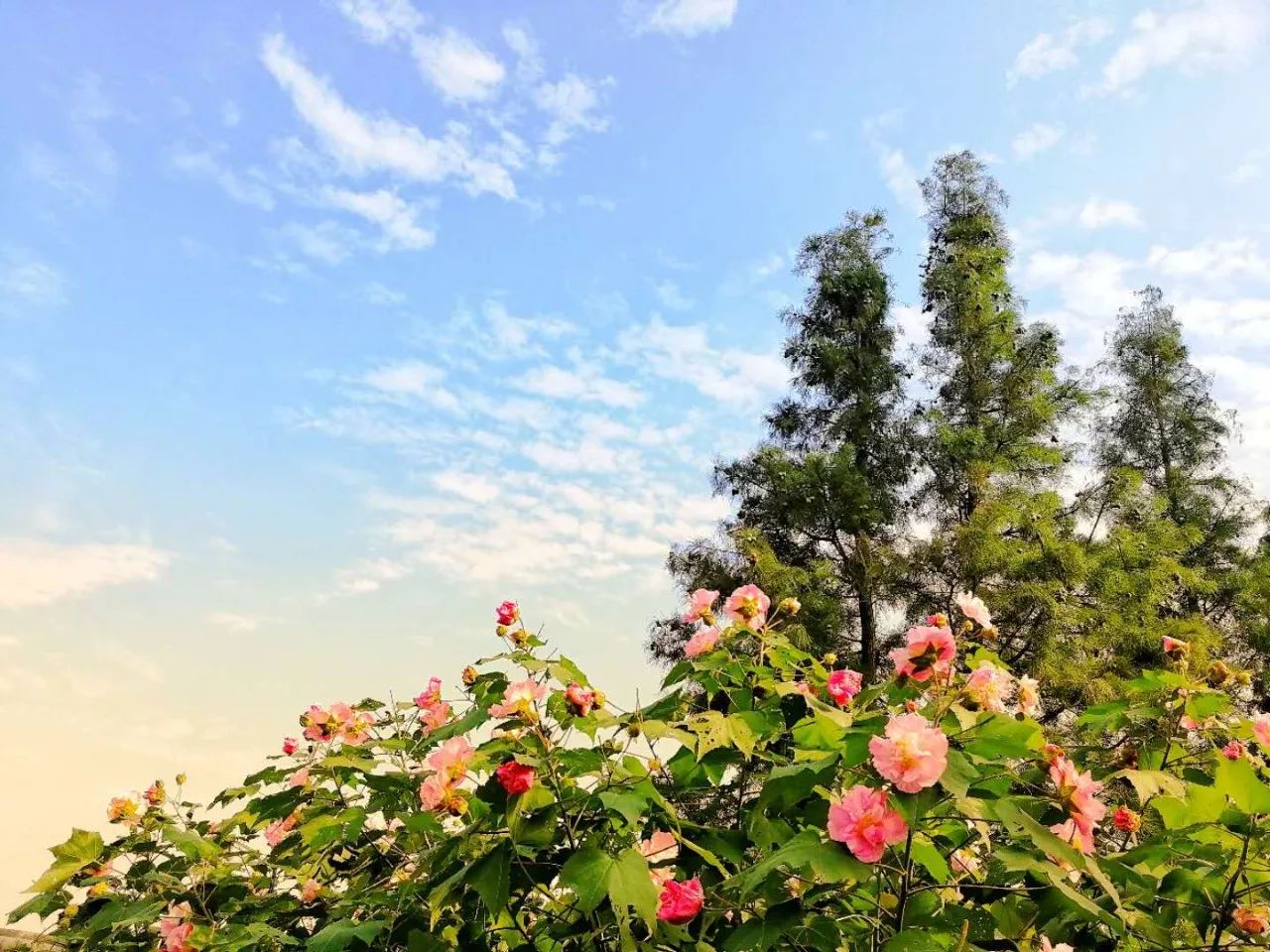 手机摄影作品赏析,手机摄影作品也可以美不胜收