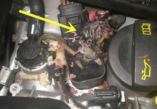 美女司机车内飘来阵阵腐臭味修车师傅看后女司机一时说不出话来