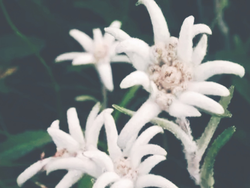 全球十大最美的国花,所有国家的国花大全