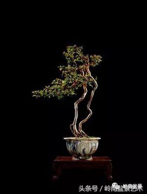 精品盆景雀梅杜鹃罗汉松,最美的100盆雀梅盆景建议收藏