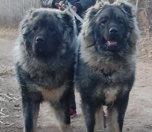 高加索犬常见病,高加索犬容易得的疾病