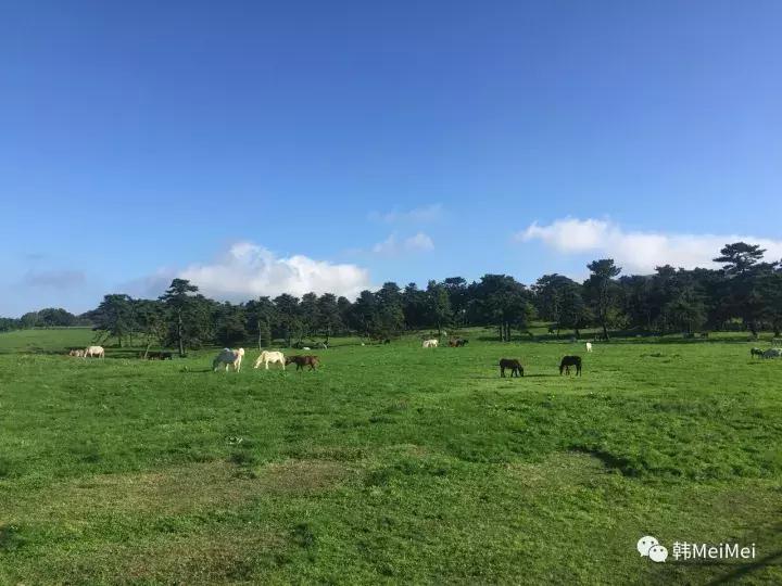 Trip丨如何在济州岛练就“济州瘫”（下部）