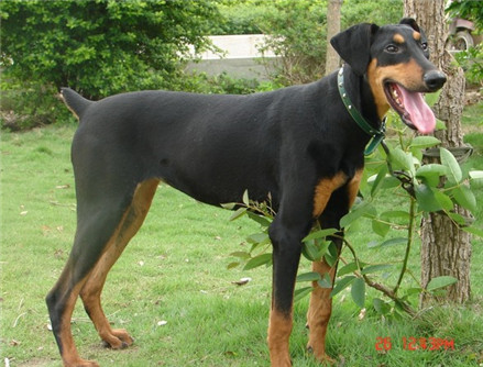 养杜宾犬要注意些什么啊,杜宾犬冬季如何过冬