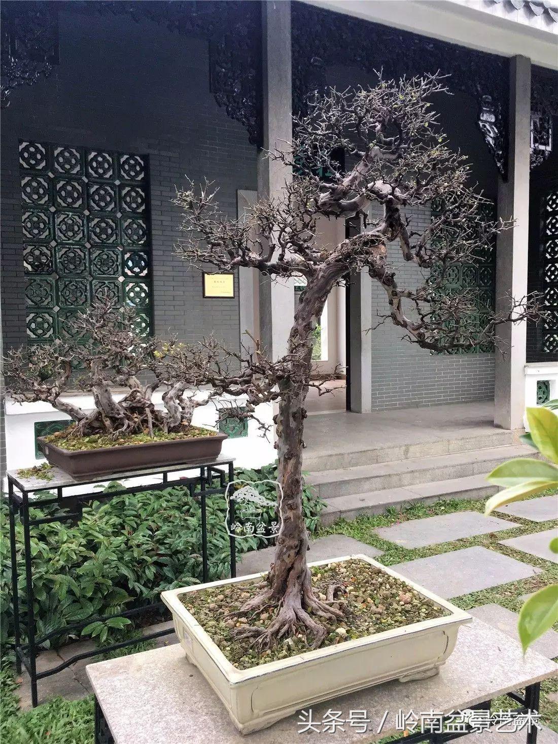 精品盆景雀梅杜鹃罗汉松,最美的100盆雀梅盆景建议收藏