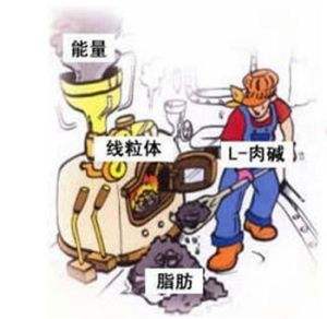 左旋肉碱的正确运动方法,左旋肉碱10000要搭配多少运动