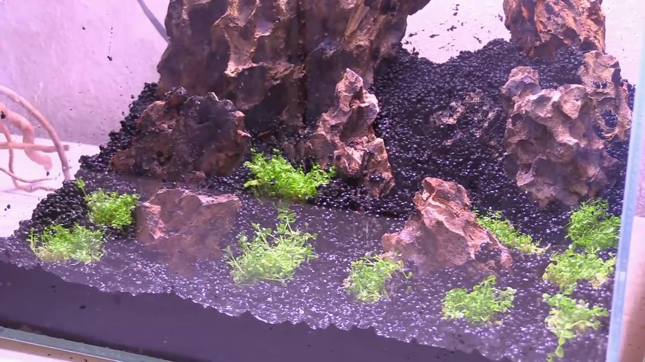小型鱼缸草缸造景效果图,简单的草缸造景制作