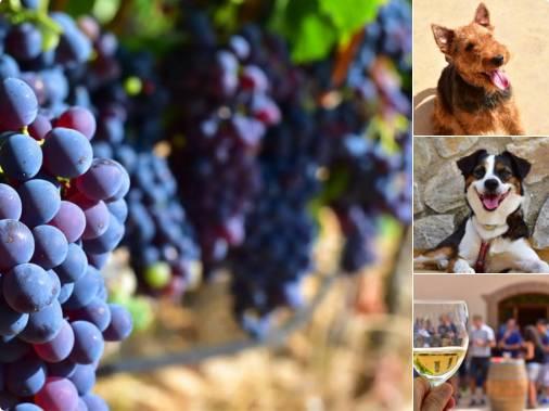 困扰他几十年的哮喘和过敏杂症，在他纯素饮食后彻底消失！