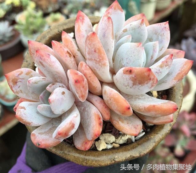 多肉植物怎么养护才能快速生根,种植多肉植物怎样顺利服盆和生根