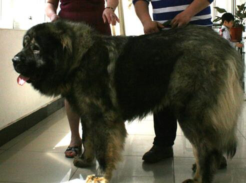 犬肠炎的治疗处方,巴哥犬得肠炎