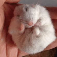 仓鼠的激萌反应瞬间萌化,仓鼠是不是萌化了